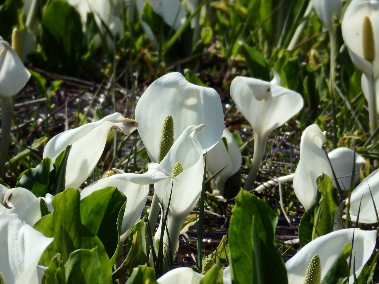 『ひるがの高原　あやめ沢湿原の水芭蕉(ミズバショウ)』_d0054276_20515489.jpg