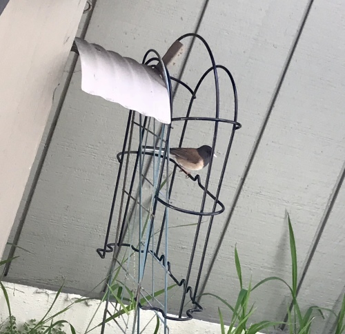 b0105379_01435564.jpeg