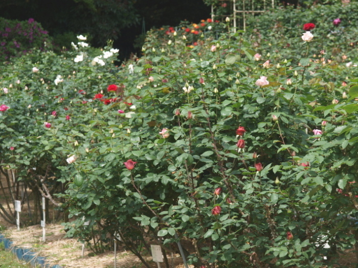 鎌倉花景「鎌倉文学館」_a0135581_21045944.jpg