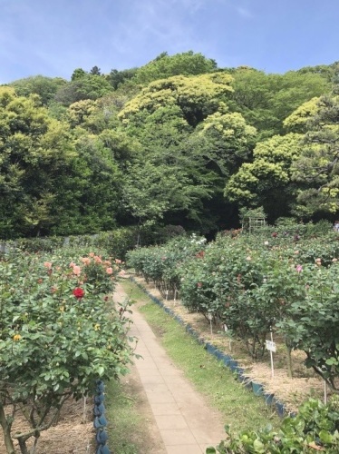 鎌倉花景「鎌倉文学館」_a0135581_21054188.jpg