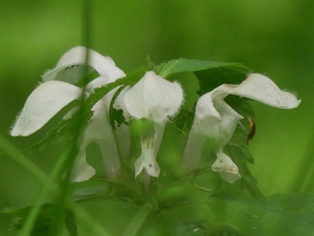 泉自然公園の山野草（１）_d0088184_21354766.jpg