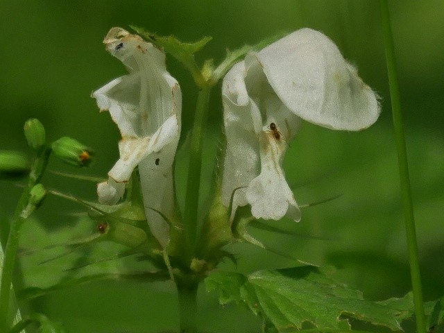 泉自然公園の山野草（１）_d0088184_21355654.jpg