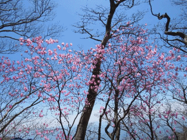 f0357487_22113438.gif