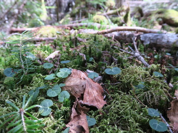 GWの山　北八ヶ岳しらびそ小屋_e0271890_14325712.jpg