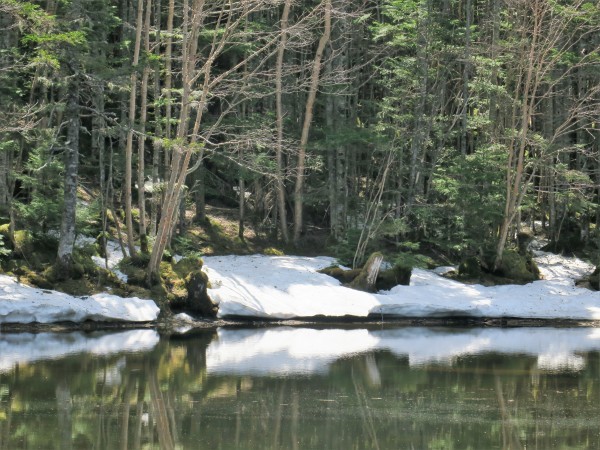 GWの山　北八ヶ岳しらびそ小屋_e0271890_14444522.jpg