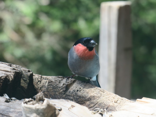 GWの山　北八ヶ岳しらびそ小屋_e0271890_14505680.jpg