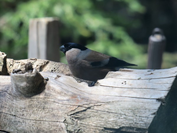 GWの山　北八ヶ岳しらびそ小屋_e0271890_14581857.jpg