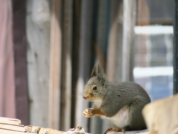 GWの山　北八ヶ岳しらびそ小屋_e0271890_18062483.jpg