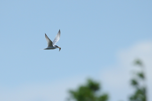 ４月30日の水元公園の野鳥・コアジサシ_e0375890_16392493.jpg