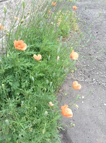 b0214791_21283748.jpeg