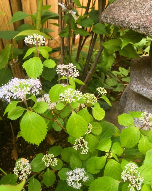 a0129492_07372158.jpeg
