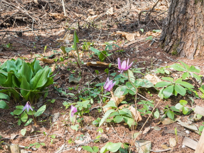 4月も最終日、残雪あり、カタクリの花が満開!_f0276498_23442687.jpg