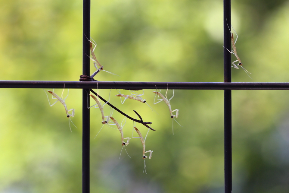 カマキリの孵化_d0354901_23203092.jpeg