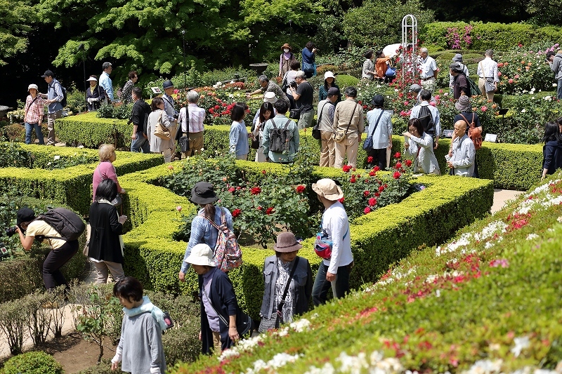 バラよ、お前もか。１０日も早く見頃を迎えてしまったバラで人気の庭園（北区、旧古河庭園）_b0291402_07432105.jpg