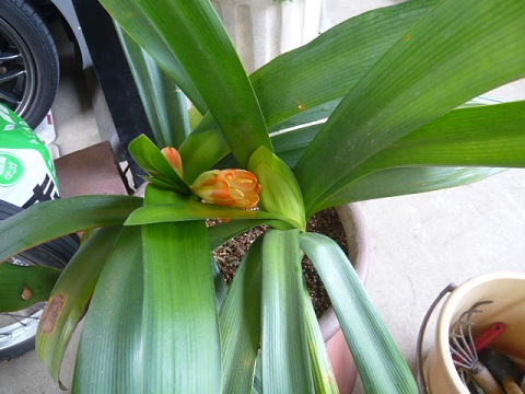 c0112206_10195729.jpg