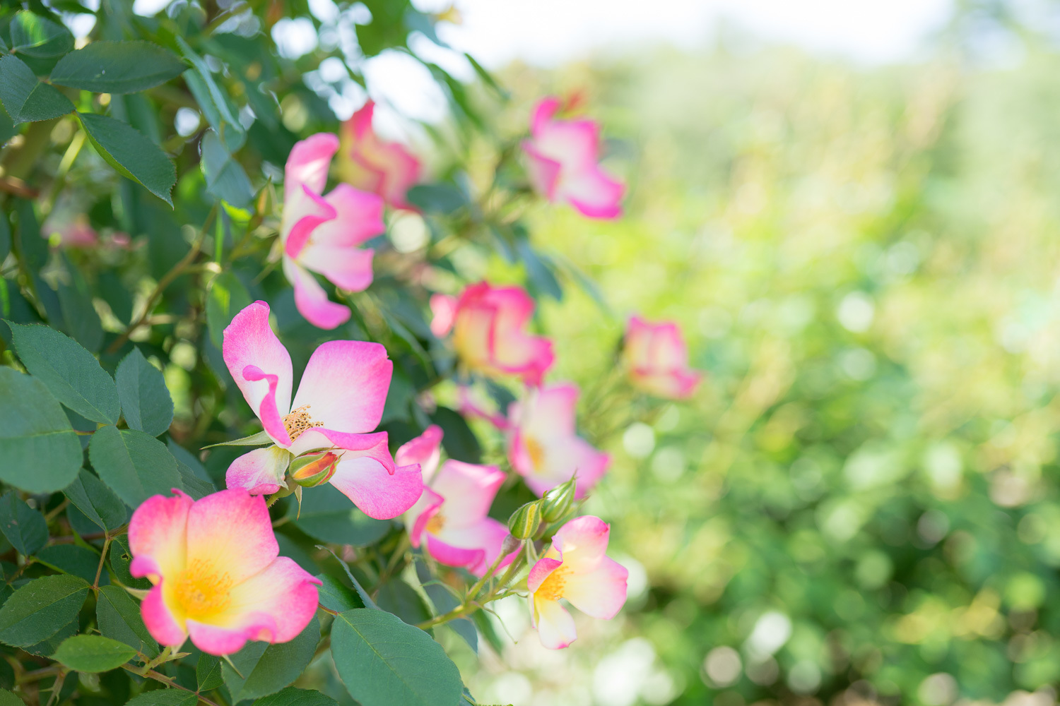 神代植物公園の薔薇早くも開花！_b0225108_23211375.jpg