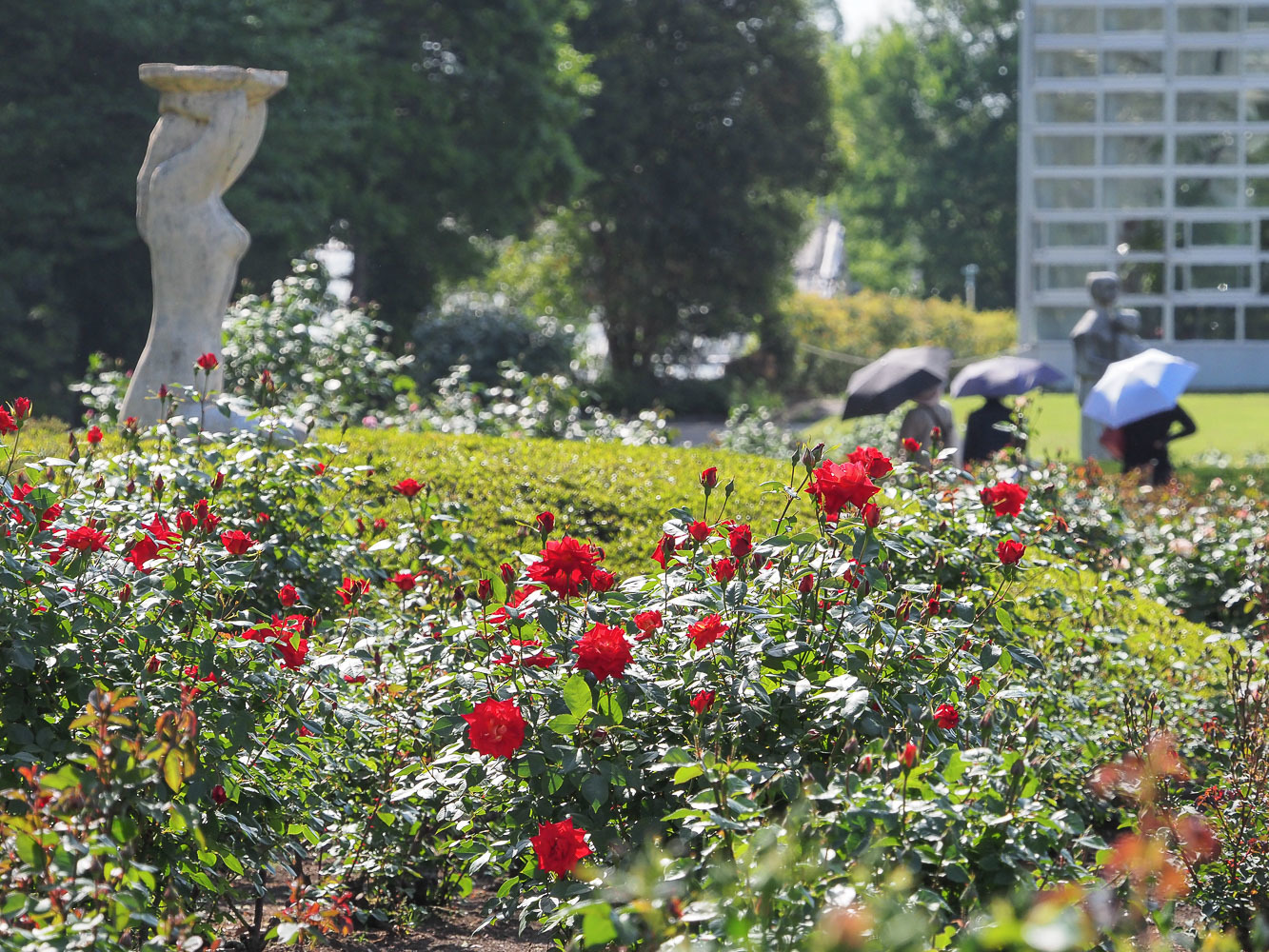 神代植物公園の薔薇早くも開花！_b0225108_23211425.jpg