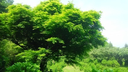五月がスタートしました~🎵_c0280108_09082813.jpg