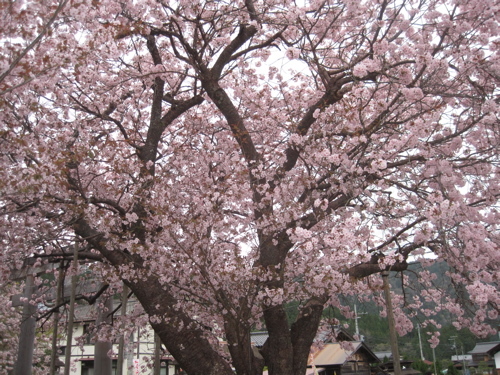 黒田の百年桜・・・遅すぎですが_a0164011_20541214.jpg