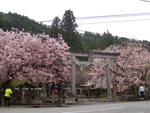 黒田の百年桜・・・遅すぎですが_a0164011_21123115.jpg