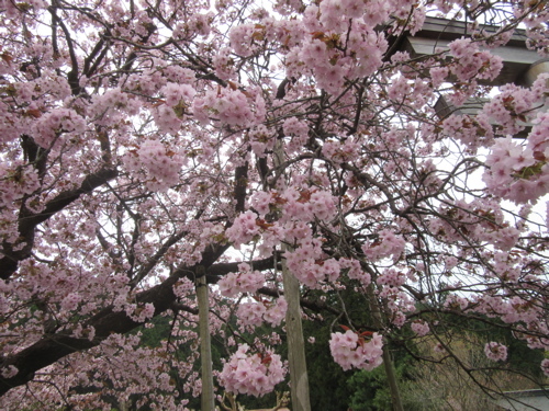 黒田の百年桜・・・遅すぎですが_a0164011_21130103.jpg