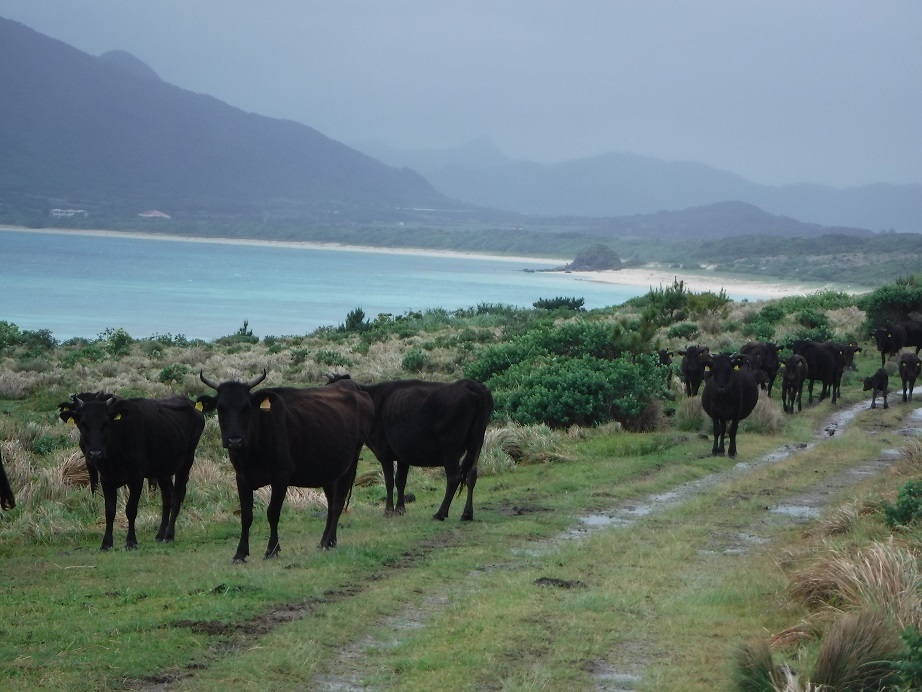 石垣島　二日目　平久保崎遊歩道　野底岳_d0006512_19001949.jpg