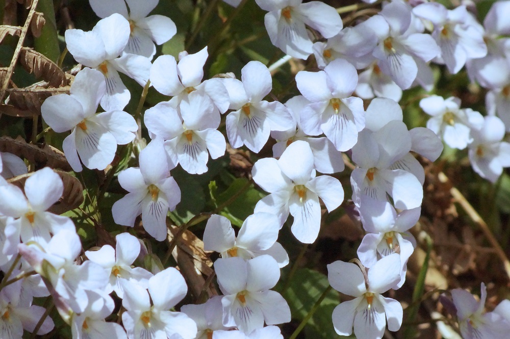 白いスミレ 我が家の花たち