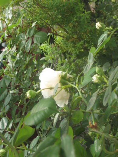 f0166824_22272065.jpg
