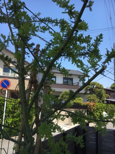f0176036_13201099.jpeg
