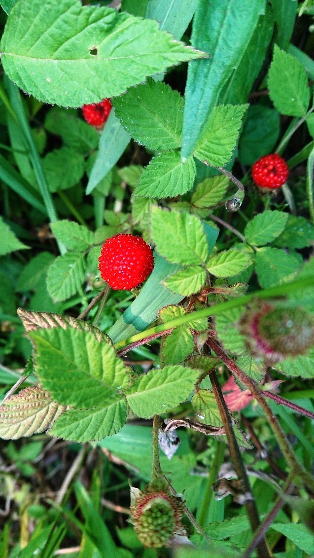 c0175339_23583490.jpg