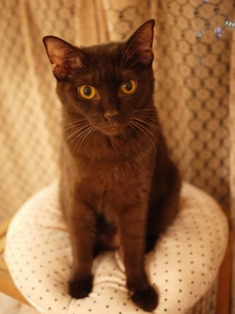 はじめてのお誕生日猫 あんしゃぁりぃ1歳編 ゆきねこ猫家族 はじめてのお誕生日猫 あんしゃぁりぃ1歳編 ゆきねこ猫家族