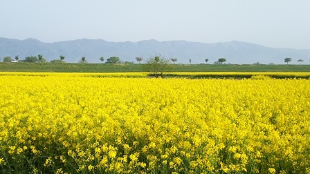 b0080342_11424466.jpg