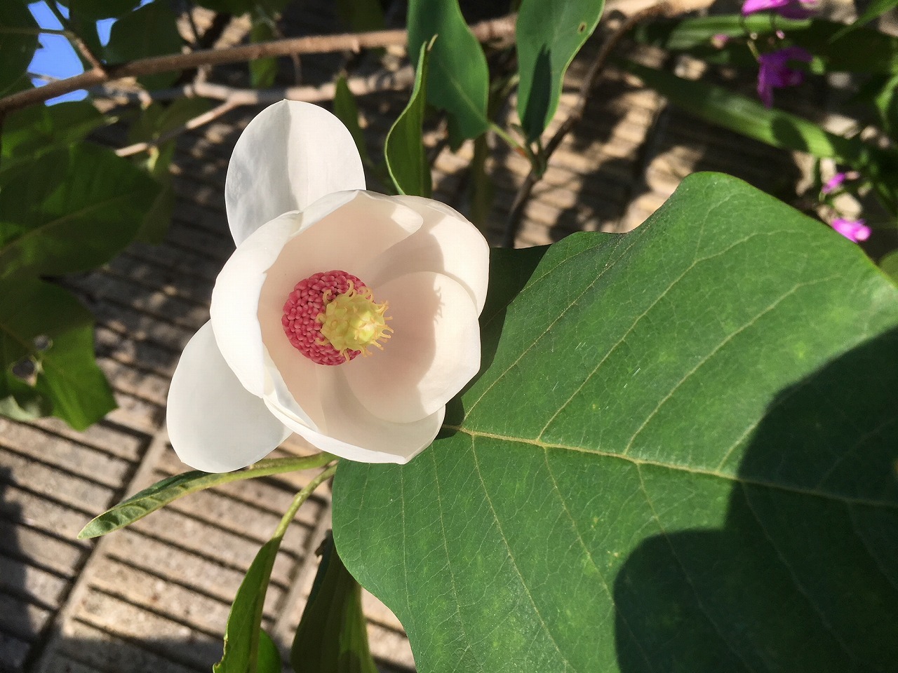 庭の花 春 撮影 まったり山歩き