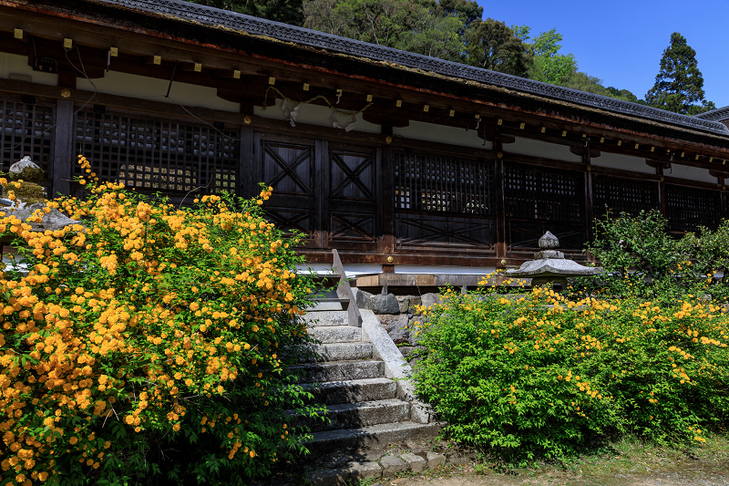 山吹咲き乱れる松尾大社_f0155048_23331172.jpg