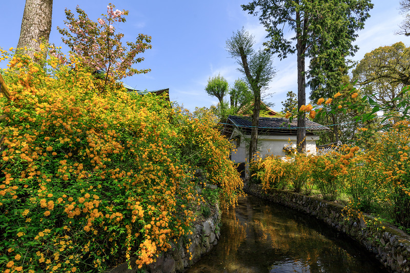 山吹咲き乱れる松尾大社_f0155048_23375159.jpg