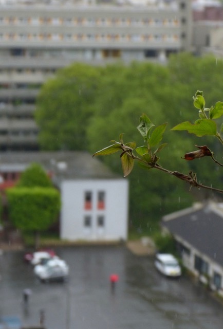 雨に洗われる新緑と。。幸せを招く花。。_f0221050_07553264.jpeg