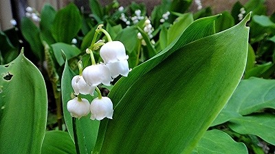 e0012055_00080865.jpg