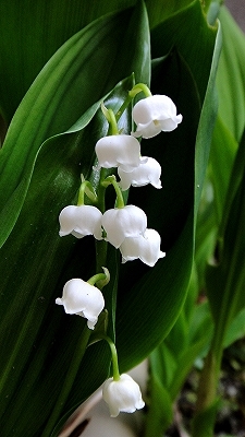 e0012055_00083530.jpg