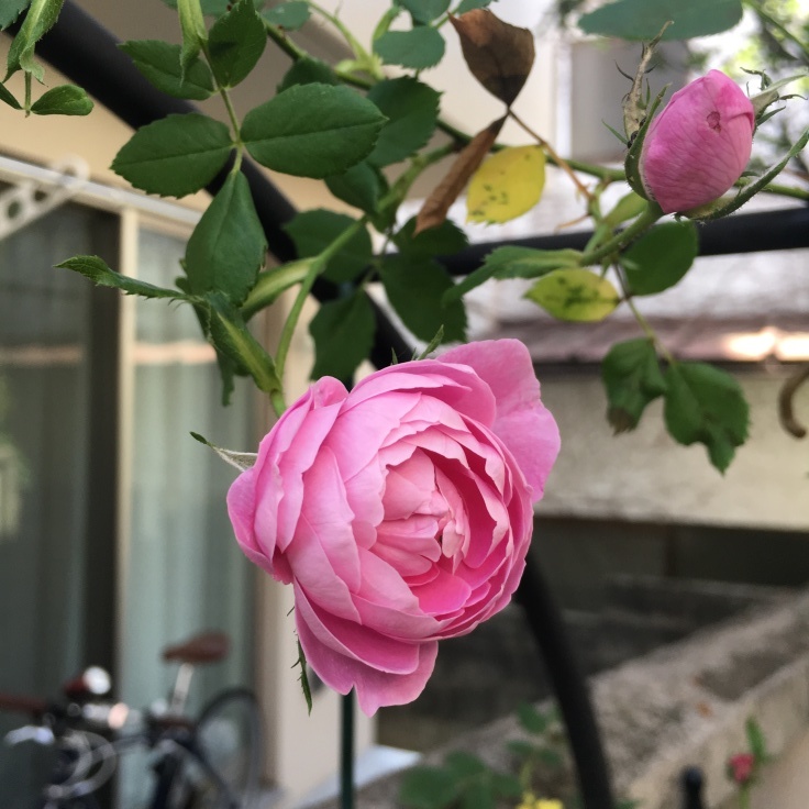 コロコロ姫 ラレーヌビクトリア Mayumin S Rose Garden Table 小さな秘密の花園で