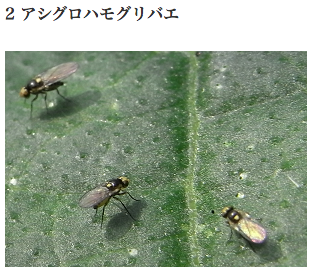 e0044855_15171295.png