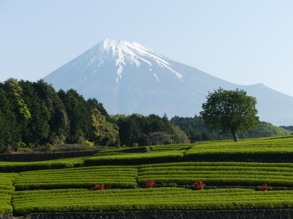 富士山+茶畑_b0061160_22035425.jpg