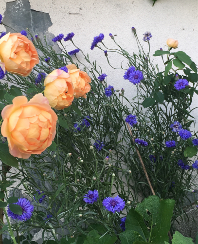 青い花 森山 恵 詩のページ Poesia Poesia 青い花 森山 恵 詩のページ Poesia Poesia