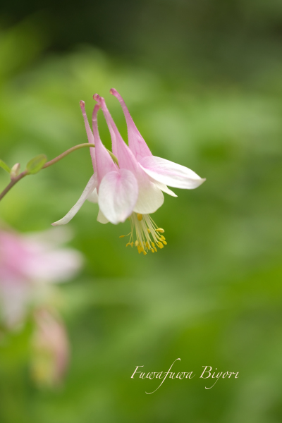 公園は春の花でいっぱい ＊＊_d0344864_23324847.jpg