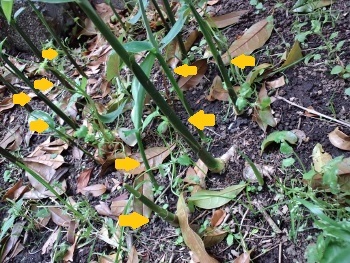 野草を食べる その2 茗荷 ないものを あるもので 野草を食べる その2 茗荷 ないものを あるもので