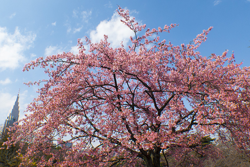 圧倒的桜。2018 -Cherry blossoms are fully bloomed-_f0052971_21410745.jpg