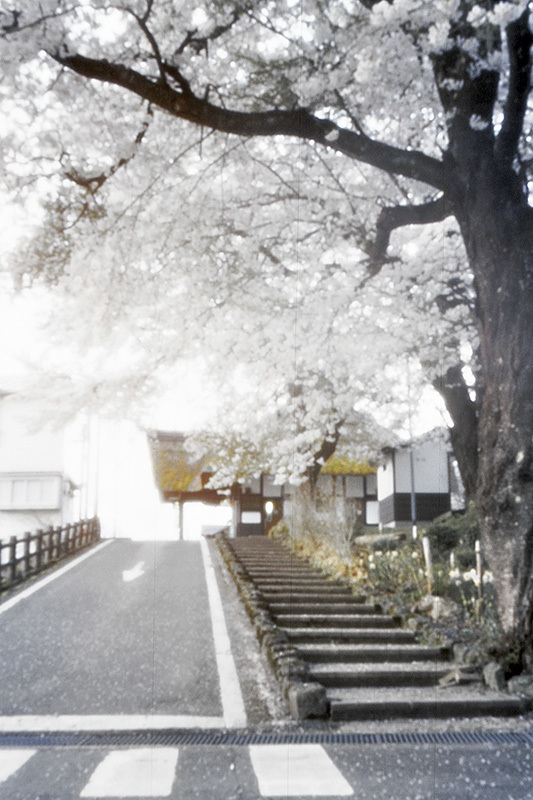 Accumulation of light ＆ 圧倒的桜。2018 -Encounter with Sakura in Tohoku-_f0052971_23215790.jpg