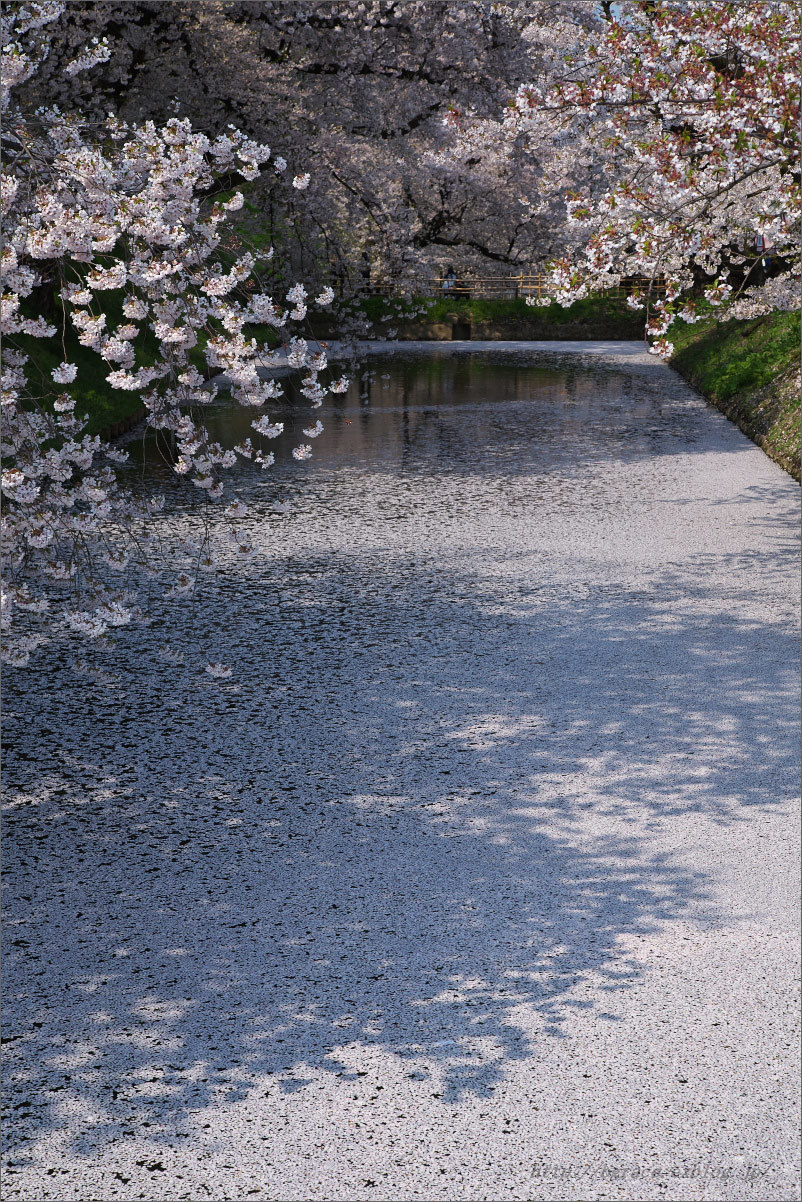 弘前公園の桜 花筏 遥かなる月光の旅 弘前公園の桜 花筏 遥かなる月光の旅