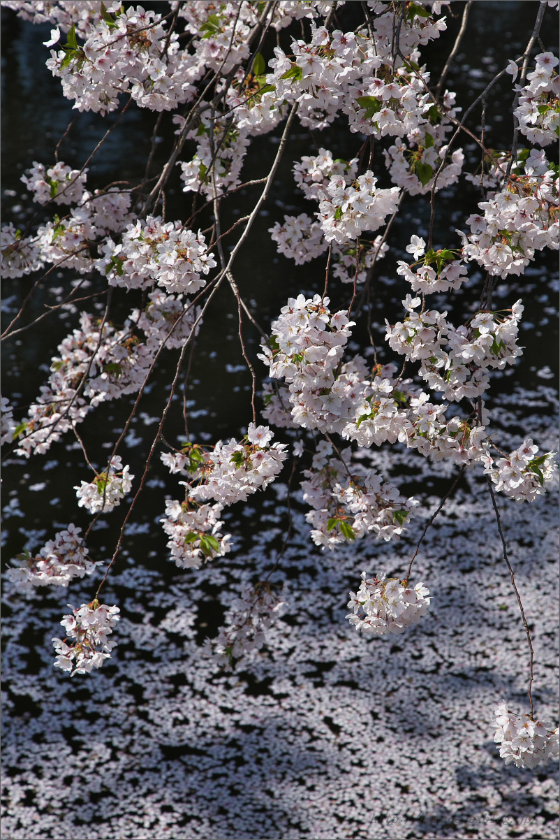 弘前公園の桜 花筏_b0191074_22525854.jpg