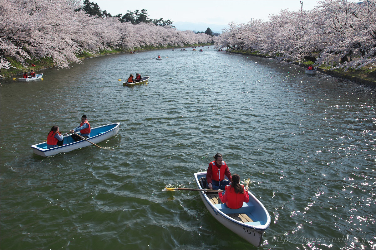 弘前公園の桜 花筏_b0191074_22530815.jpg