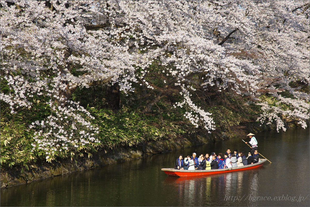 弘前公園の桜 花筏_b0191074_22531670.jpg